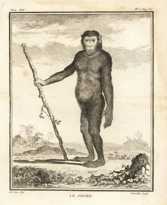 Framed Print : Chimpanzee, Pan troglodytes. Endangered Framed Print : Chimpanzee, Pan troglodytes. Endangered