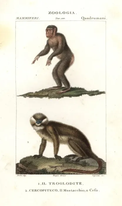 Framed Print : Chimpanzee, Simia troglodytes, and moustached Framed Print : Chimpanzee, Simia troglodytes, and moustached