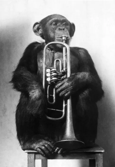 Framed Print : Chimpanzee Trumpeter Framed Print : Chimpanzee Trumpeter