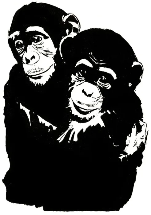 Framed Print : Chimpanzees Framed Print : Chimpanzees