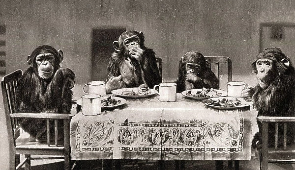 Chimpanzees Tea Party