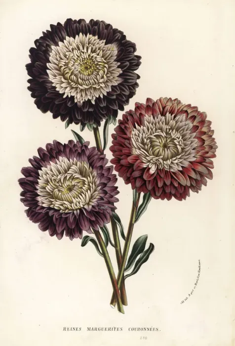 Framed Print : China aster cultivars, Callistephus chinensis Framed Print : China aster cultivars, Callistephus chinensis