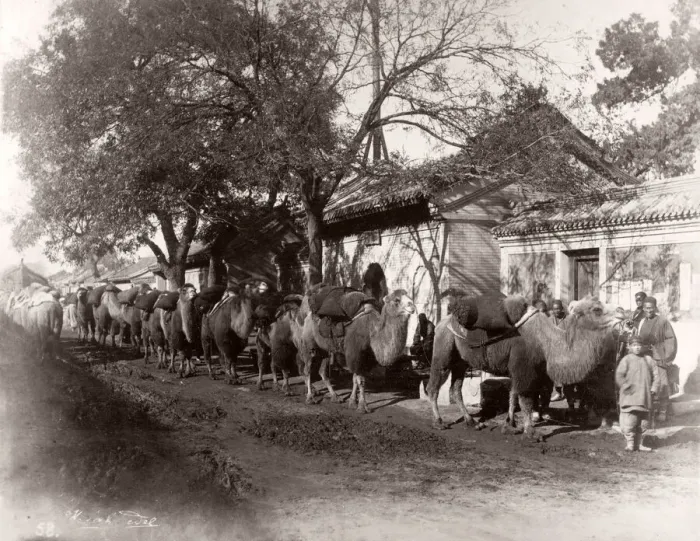 Framed Print : China c. 1880s - camel train in the centre of Peking Beijing Framed Print : China c. 1880s - camel train in the centre of Peking Beijing