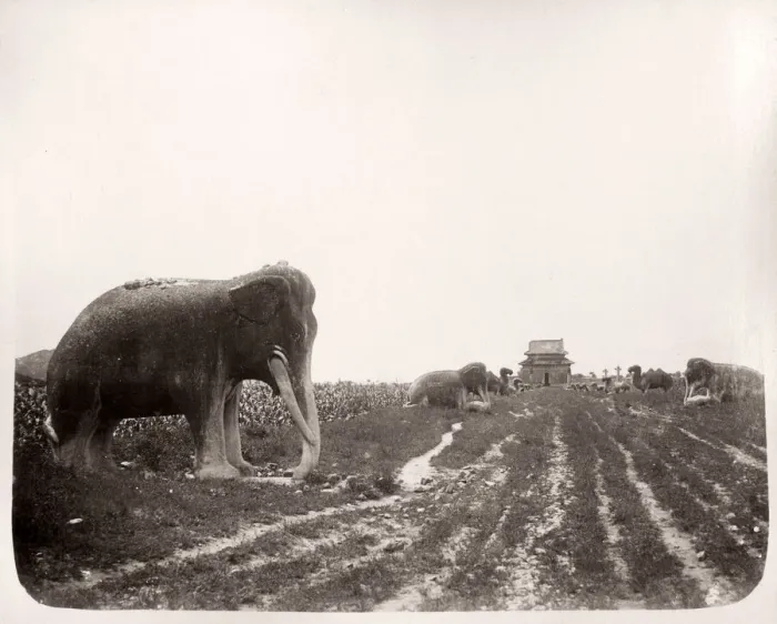 Framed Print : China c. 1880s - stone animals Ming Tombs Framed Print : China c. 1880s - stone animals Ming Tombs