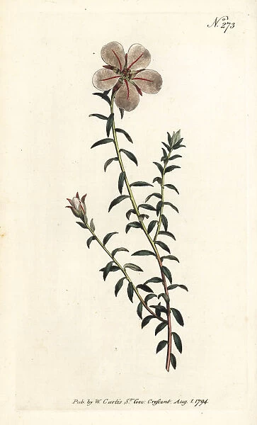 China flower, Adenandra uniflora