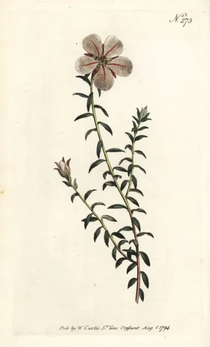 Framed Print : China flower, Adenandra uniflora Framed Print : China flower, Adenandra uniflora