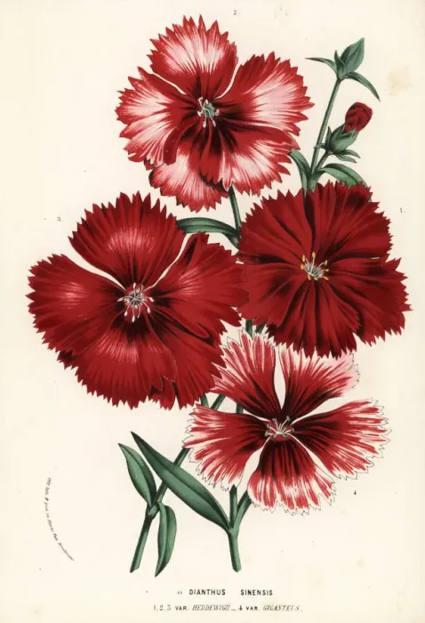 Framed Print : China pink, Dianthus chinensis, varieties Framed Print : China pink, Dianthus chinensis, varieties