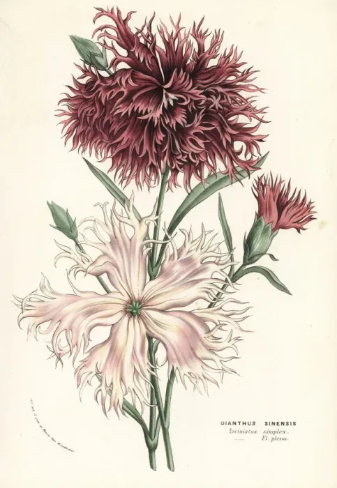 Framed Print : China pink, Dianthus chinensis, varieties Framed Print : China pink, Dianthus chinensis, varieties
