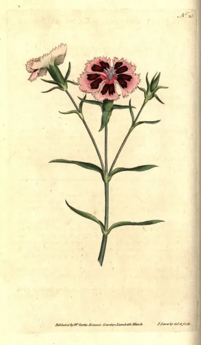 Framed Print : China pink or Indian pink, Dianthus chinensis Framed Print : China pink or Indian pink, Dianthus chinensis