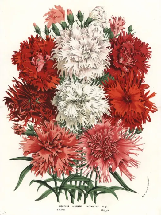 Framed Print : China pink variety, Dianthus chinensis Framed Print : China pink variety, Dianthus chinensis