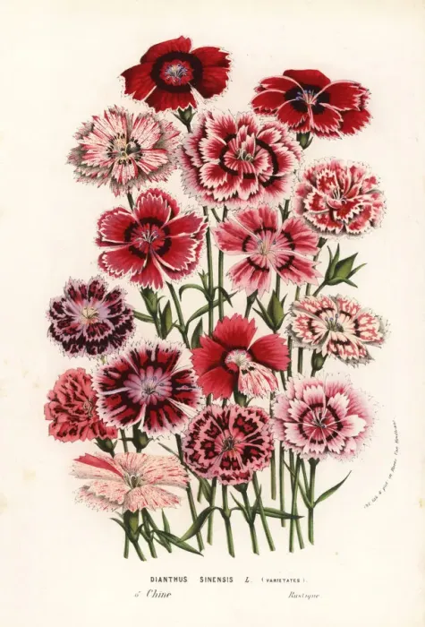 Framed Print : China pinks, Dianthus chinensis Framed Print : China pinks, Dianthus chinensis