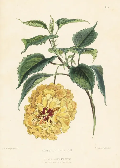 Framed Print : China rose, Hibiscus collerii Framed Print : China rose, Hibiscus collerii