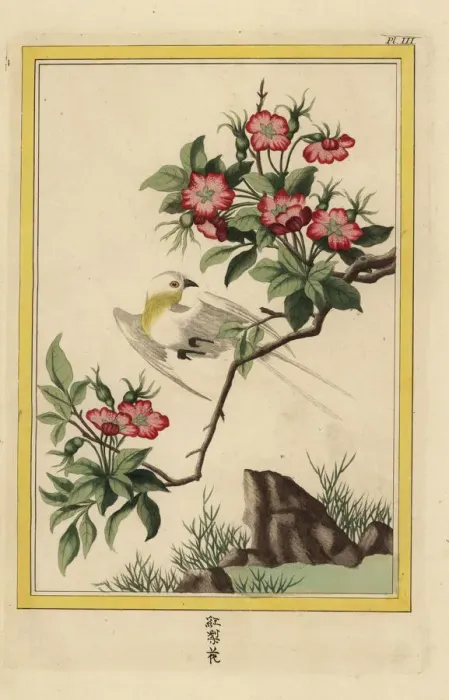 Framed Print : China rose, Hibiscus rosa-sinensis Framed Print : China rose, Hibiscus rosa-sinensis