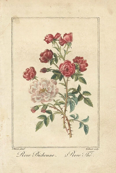 China rose, Rosa indica, and hybrid tea rose