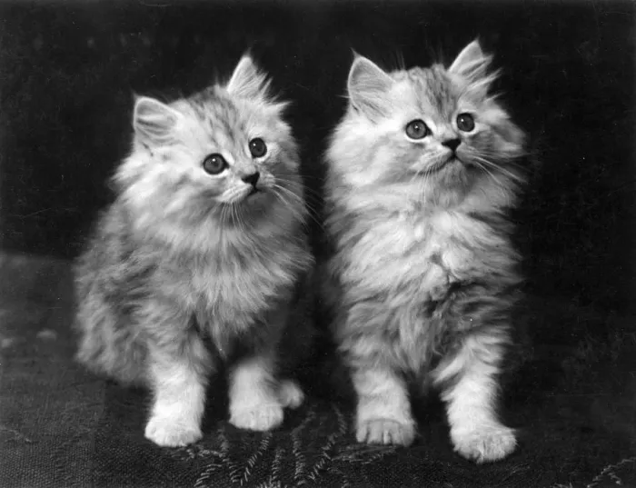 Framed Print : TWO CHINCHILLA KITTENS Framed Print : TWO CHINCHILLA KITTENS