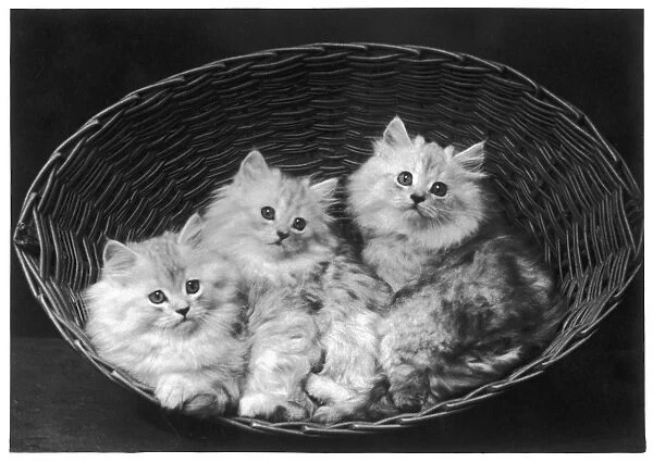 Three Chinchilla Kittens