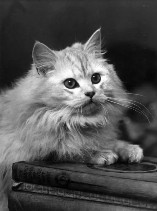 Framed Print : CHINCILLA ON A BOOK Framed Print : CHINCILLA ON A BOOK