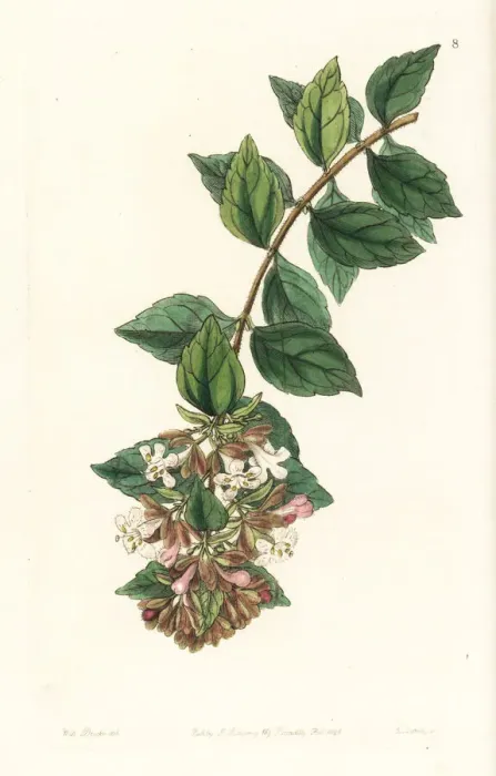 Framed Print : Chinese abelia, Abelia chinensis Framed Print : Chinese abelia, Abelia chinensis