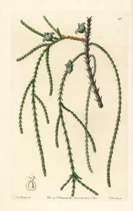 Framed Print : Chinese arborvitae, Platycladus orientalis Framed Print : Chinese arborvitae, Platycladus orientalis
