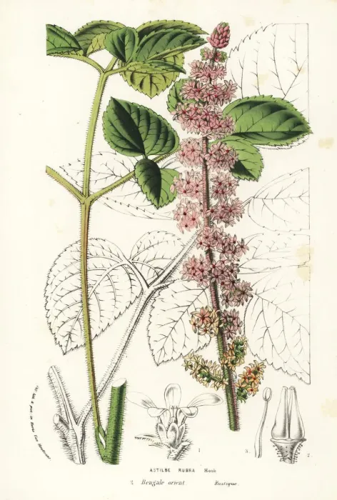 Framed Print : Chinese astilbe, Astilbe rubra Framed Print : Chinese astilbe, Astilbe rubra