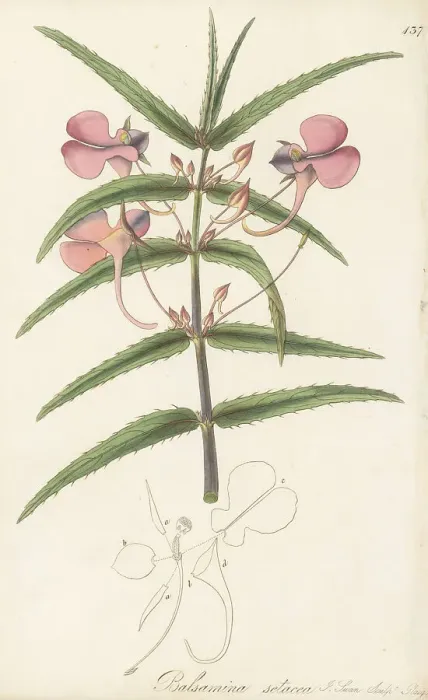 Framed Print : Chinese balsam, Impatiens chinensis Framed Print : Chinese balsam, Impatiens chinensis