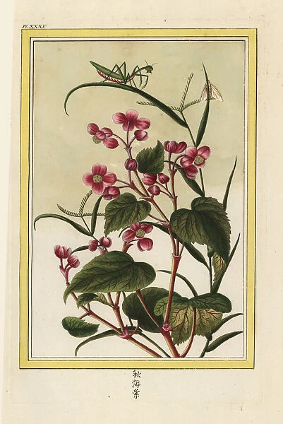 Chinese begonia, Begonia species