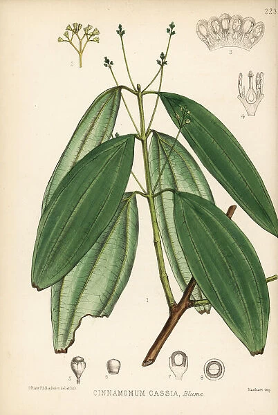 Chinese cinnamon or cassia, Cinnamomum cassia