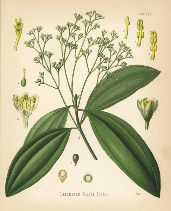 Framed Print : Chinese cinnamon, Cinnamomom cassia Framed Print : Chinese cinnamon, Cinnamomom cassia