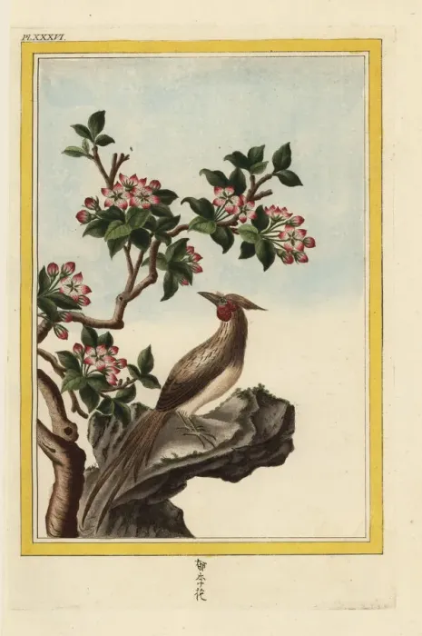 Framed Print : Chinese crabapple, Malus prunifolia Framed Print : Chinese crabapple, Malus prunifolia