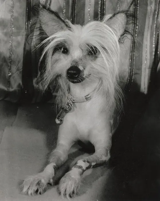 Framed Print : Chinese crested dog Date: 1950s Framed Print : Chinese crested dog Date: 1950s