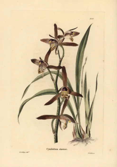 Framed Print : Chinese cymbidium orchid, Cymbidium sinense Framed Print : Chinese cymbidium orchid, Cymbidium sinense
