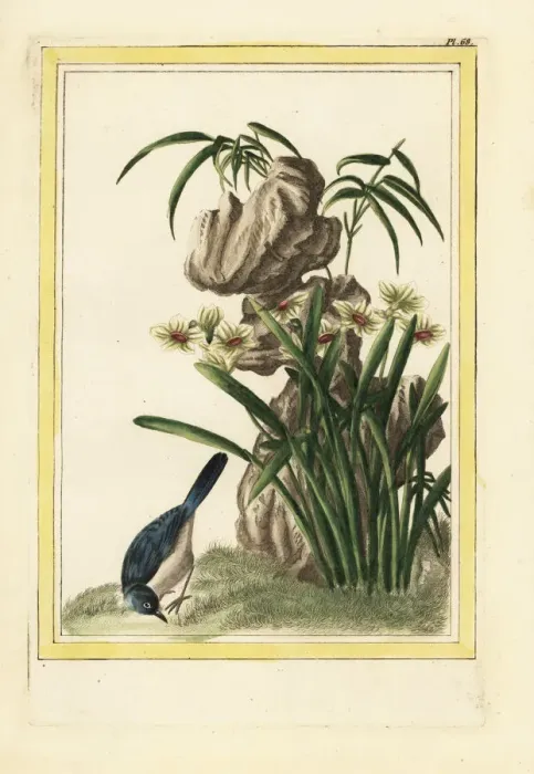Framed Print : Chinese daffodil, Narcissus tazetta Framed Print : Chinese daffodil, Narcissus tazetta