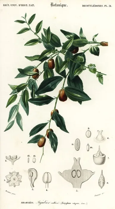 Framed Print : Chinese date or jujube, Ziziphus jujuba Framed Print : Chinese date or jujube, Ziziphus jujuba
