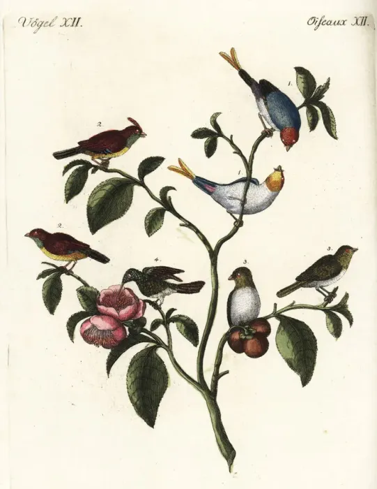 Framed Print : Chinese dwarf sparrows and vervain hummingbird Framed Print : Chinese dwarf sparrows and vervain hummingbird