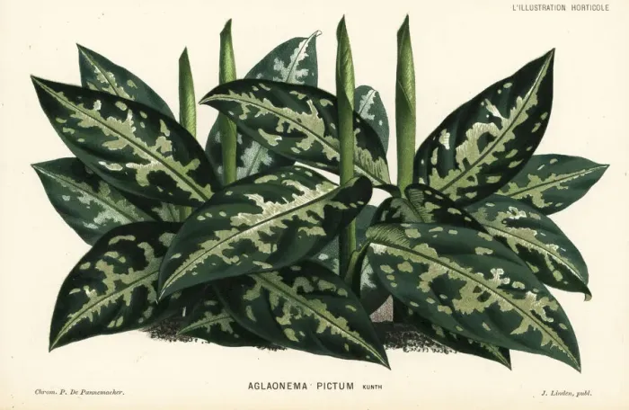 Framed Print : Chinese evergreen, Aglaonema pictum Framed Print : Chinese evergreen, Aglaonema pictum