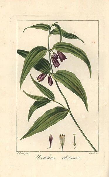 Chinese fairy bells, Disporum cantoniense, native to China