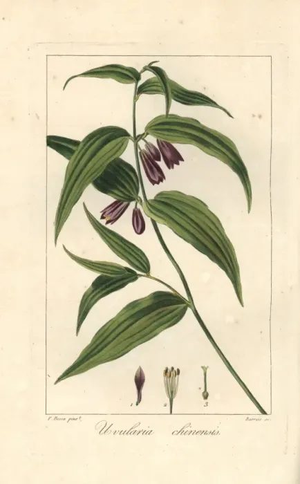 Framed Print : Chinese fairy bells, Disporum cantoniense, native to China Framed Print : Chinese fairy bells, Disporum cantoniense, native to China