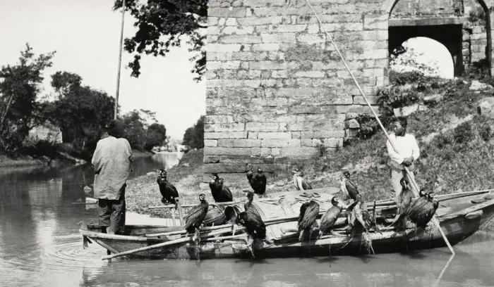 Framed Print : Chinese fisherman, boat with fishing cormorants, China Framed Print : Chinese fisherman, boat with fishing cormorants, China