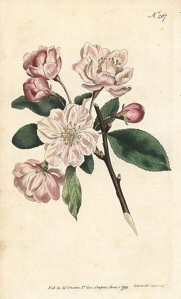 Chinese flowering apple, Malus spectabilis