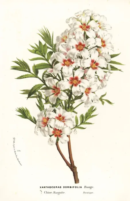 Framed Print : Chinese flowering chestnut, Xanthoceras sorbifolia Framed Print : Chinese flowering chestnut, Xanthoceras sorbifolia