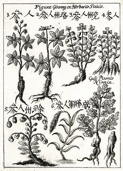 Chinese ginseng plants