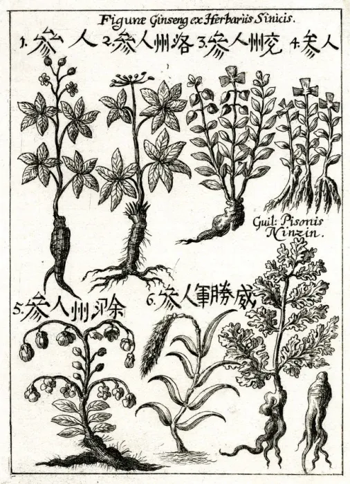 Framed Print : Chinese ginseng plants Framed Print : Chinese ginseng plants