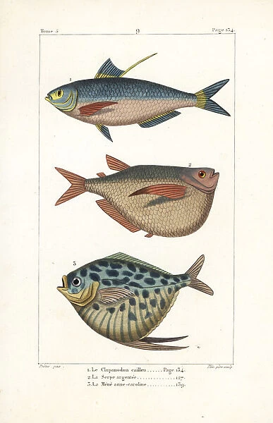 Chinese gizzard shad, silver hatchetfish and moonfish