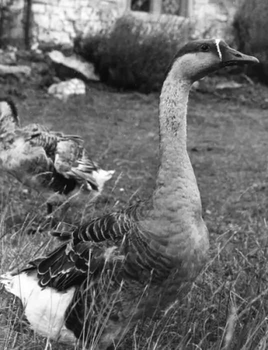 Framed Print : Chinese Goose Framed Print : Chinese Goose