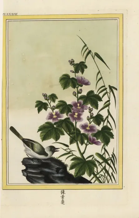Framed Print : Chinese hibiscus, HIbiscus rosa-sinensis Framed Print : Chinese hibiscus, HIbiscus rosa-sinensis