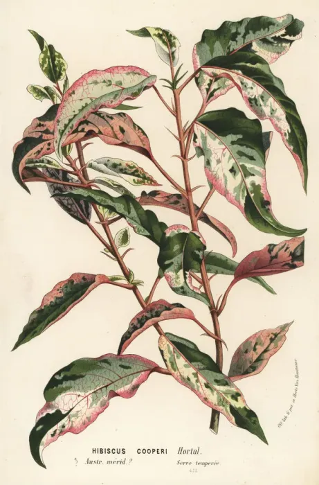 Framed Print : Chinese hibiscus, Hibiscus rosa-sinensis Framed Print : Chinese hibiscus, Hibiscus rosa-sinensis