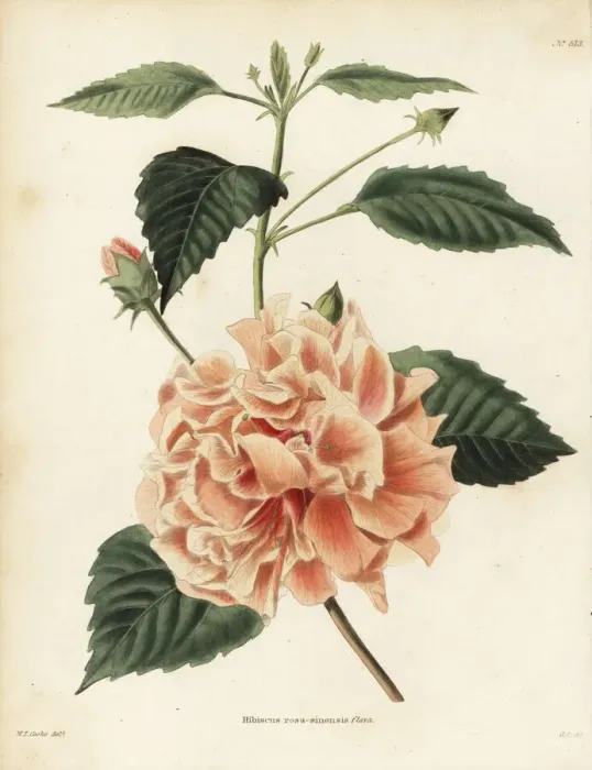 Framed Print : Chinese hibiscus, Hibiscus rosa-sinensis flava Framed Print : Chinese hibiscus, Hibiscus rosa-sinensis flava