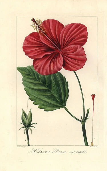 Chinese hibiscus, Hibiscus rosa sinensis, native