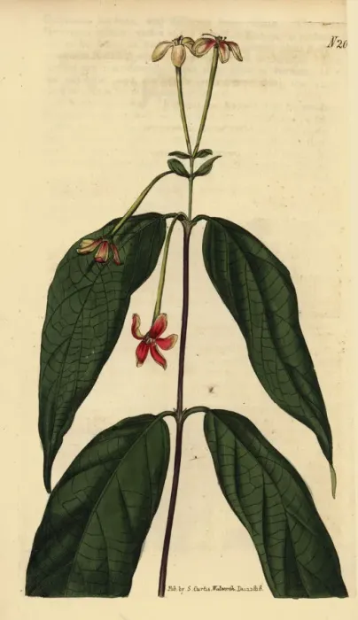 Framed Print : Chinese honeysuckle, Combretum indicum Framed Print : Chinese honeysuckle, Combretum indicum