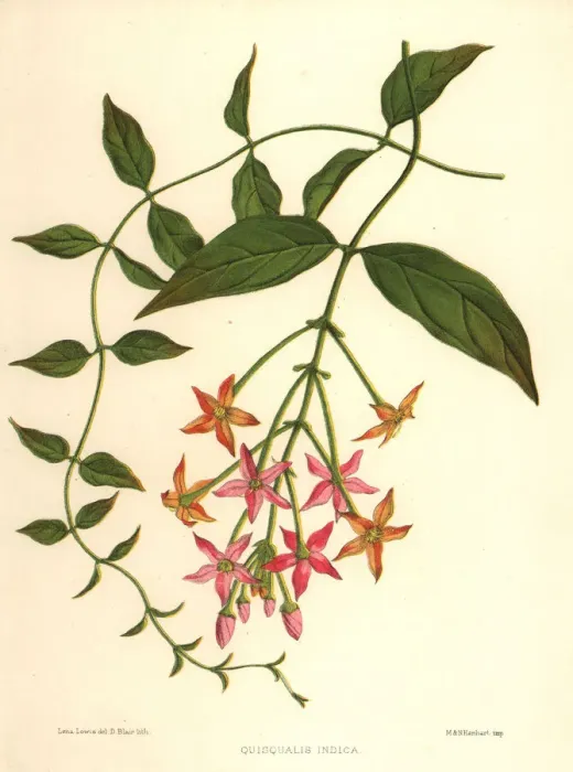 Framed Print : Chinese honeysuckle, Combretum indicum Framed Print : Chinese honeysuckle, Combretum indicum